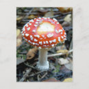 Pesquisar por cogumelo cartoes postais Natureza