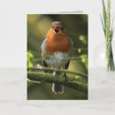 Pesquisar por avermelhado cartoes Pássaro