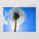 Pesquisar por dandelion cartoes postais Céu
