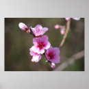 Pesquisar por flores cor de rosa da árvore pôsteres Fotografia