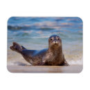 Pesquisar por franquia imas Califórnia