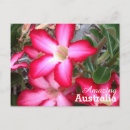 Pesquisar por flores australianas cartoes postais Rosa