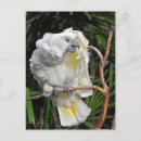 Pesquisar por pássaros cartoes postais Coquetel