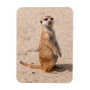 Pesquisar por suricato imas Animais