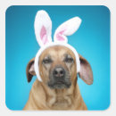 Pesquisar por orelhas de coelho adesivos Humor