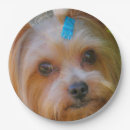 Pesquisar por das do yorkshire terrier pratos Yorkie