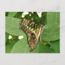 Pesquisar por iridescente cartoes postais Borboleta