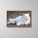 Pesquisar por angora Retrato