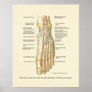 Pesquisar por tornozelo pósteres pôsteres Pé
