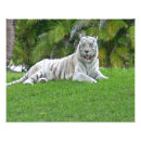 Pesquisar por tigres brancos pôsteres Gatos selvagens