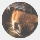 Pesquisar por homem cavalo adesivos Equestre