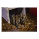Pesquisar por aracnídeo artes pôsteres Tarantula
