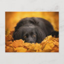 Pesquisar por raça pura cartoes postais Canino