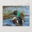Pesquisar por patos cartoes postais Caça