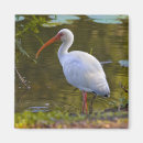 Pesquisar por bolso de imas Natureza