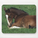 Pesquisar por warmbloods Equestre