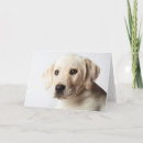 Pesquisar por vestimenta cartoes Cão