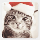 Pesquisar por gato doméstico adesivos Humor