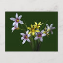 Pesquisar por flores azuis amarelas cartoes postais Amarelo