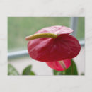 Pesquisar por postal flor cartoes postais Qualquer pessoa