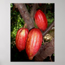 Pesquisar por cacau pósteres pôsteres Chocolate