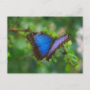 Pesquisar por borboleta azul morpho cartoes postais Morfo