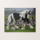 Pesquisar por cavalo cigano fotos Cavalos