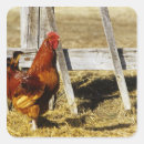Pesquisar por galo vermelho adesivos Animal