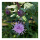 Pesquisar por ervas daninhas pôsteres Púrpura