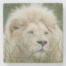 Pesquisar por leste copos porta copos Branco