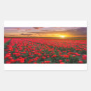 Pesquisar por campos tulipas adesivos Flor