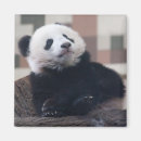 Pesquisar por ursos de panda imas Amor
