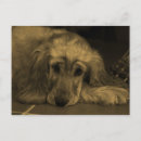 Pesquisar por golden retriever Canino