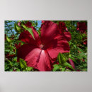 Pesquisar por hibiscus pósteres pôsteres Flor de hibisco