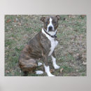 Pesquisar por vira lata pôsteres Animal de estimação