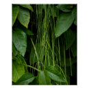 Pesquisar por jungle pósteres pôsteres Leaf