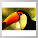 Pesquisar por pássaros exóticos pósteres pôsteres Animais selvagens