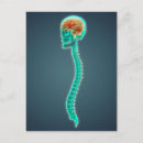 Pesquisar por coluna vertebral cartoes postais Medula espinhal