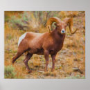 Pesquisar por horn pósteres pôsteres Vida selvagem