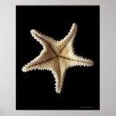 Pesquisar por esqueleto pósteres pôsteres Animais