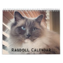 Pesquisar por ragdoll escritorio escola Gato