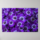 Pesquisar por purple pôsteres Bouquet