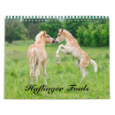 Pesquisar por haflinger cavalo