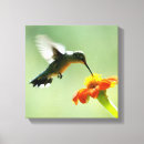 Pesquisar por colibri impressão de canvas Natureza