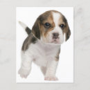 Pesquisar por beagle cartoes Amor