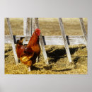 Pesquisar por galo vermelho pósteres pôsteres Animal
