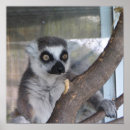 Pesquisar por lemur pôsteres Animais