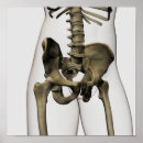 Pesquisar por tridimensionais pôsteres Partes do corpo humano