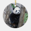 Pesquisar por panda gigante Jardim zoológico