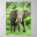 Pesquisar por o elefante pósteres pôsteres Natureza